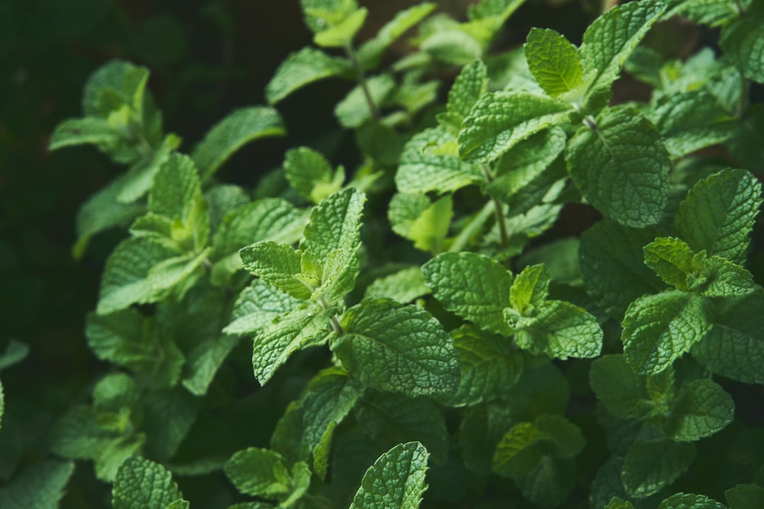 about-01 Close-up of fresh mint leaves