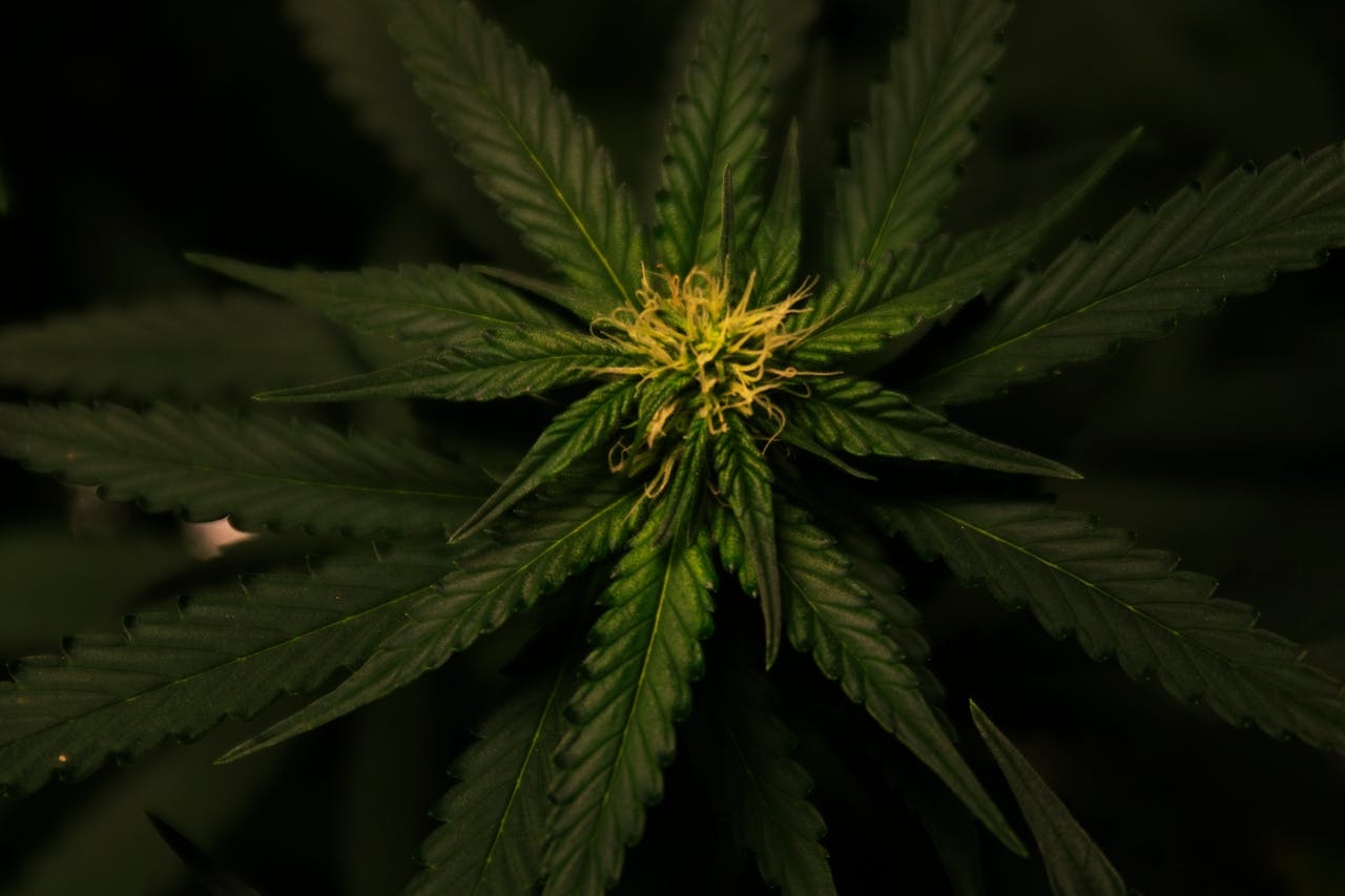 impact-img Detailed view of a cannabis plant with vibrant green foliage and intricate leaf patterns.